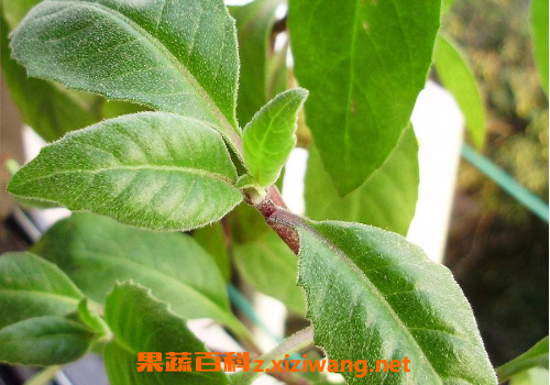龙虎山长寿草怎么吃 龙虎山长寿草的吃法