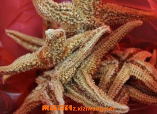 海星泡酒的功效与作用