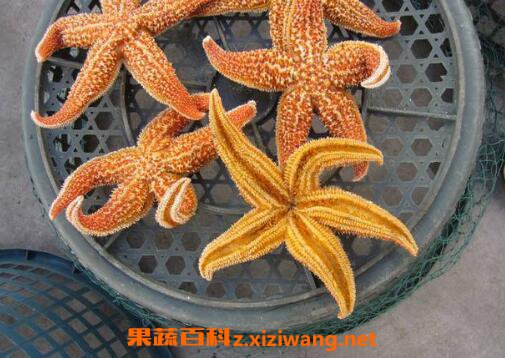 海星泡酒的功效与作用