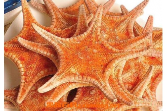 干海星泡酒的方法 干海星泡酒的功效