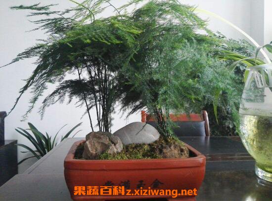 文竹叶子发黄怎么办 文竹变黄了还能恢复吗