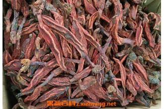 不老草的功效与作用 不老草的药用价值