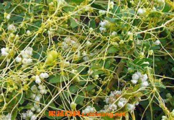 菟丝子的功效与作用及药用价值