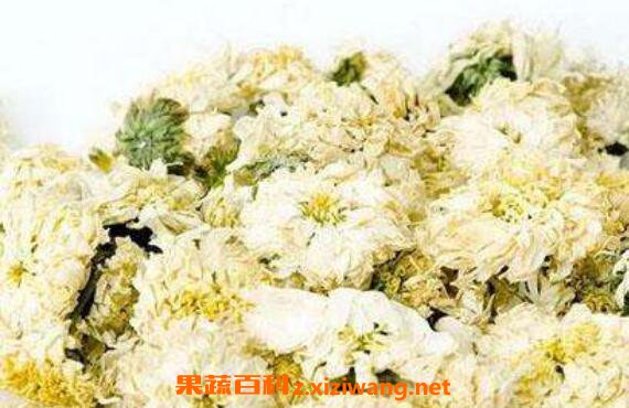 贡菊的功效与作用