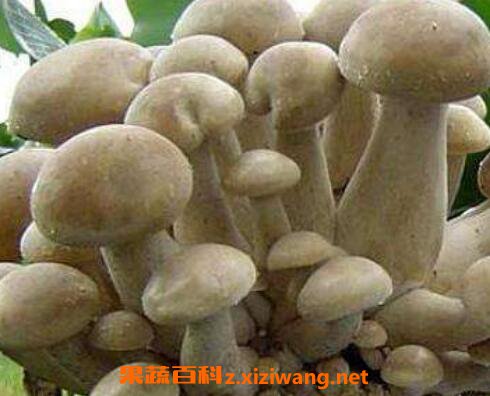 含硒高的食物有哪些 补硒有什么好处