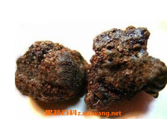 猴结的功效与作用及药用价值