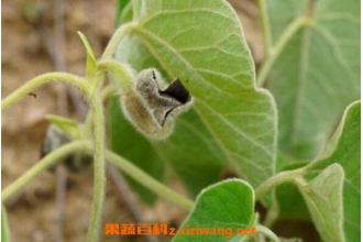 寻骨风的功效与作用 寻骨风有哪些药用价值