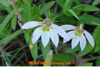 穿破石的功效与作用及药用价值