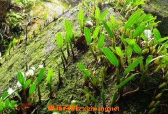 石橄榄的功效与作用及药用价值