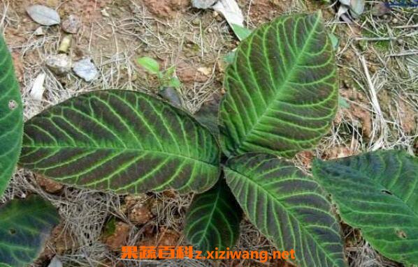 走马胎的功效与作用及药用价值