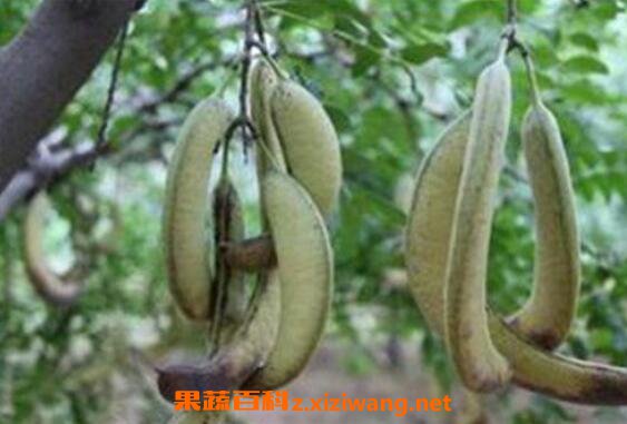 猪牙皂的功效与作用及常见用法