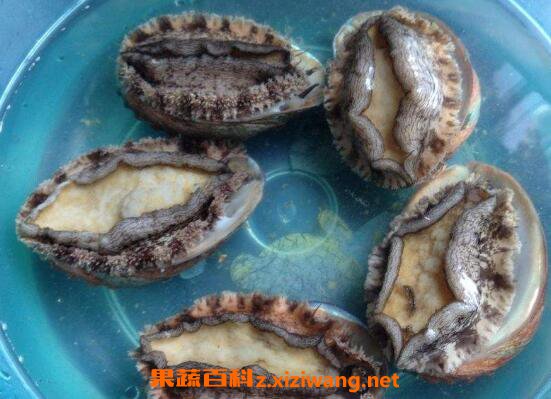鲍鱼怎么清洗 清洗鲍鱼的方法技巧