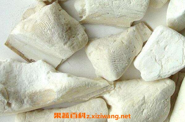 墨鱼骨的功效与作用