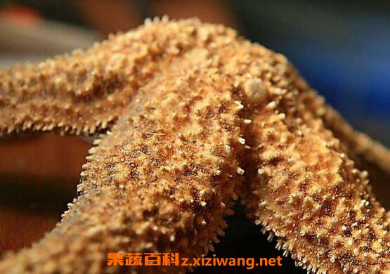 海星怎么吃 海星的食用方法