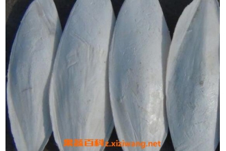 海螺蛸的功效与作用及药用价值