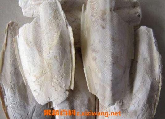 海螺蛸的功效与作用及药用价值