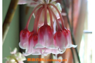 风铃花的养殖方法 风铃花的种植方法