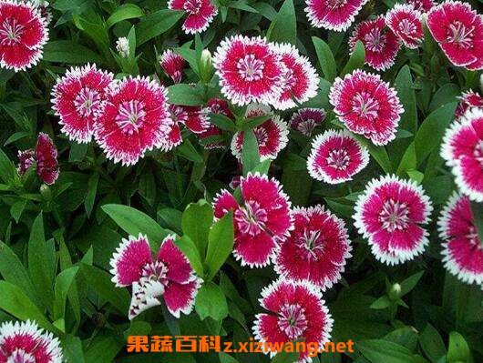 五彩石竹怎么养 五彩石竹的养殖方法