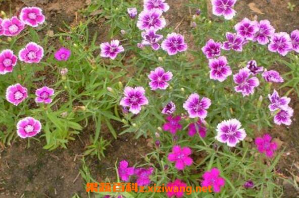 五彩石竹怎么养 五彩石竹的养殖方法