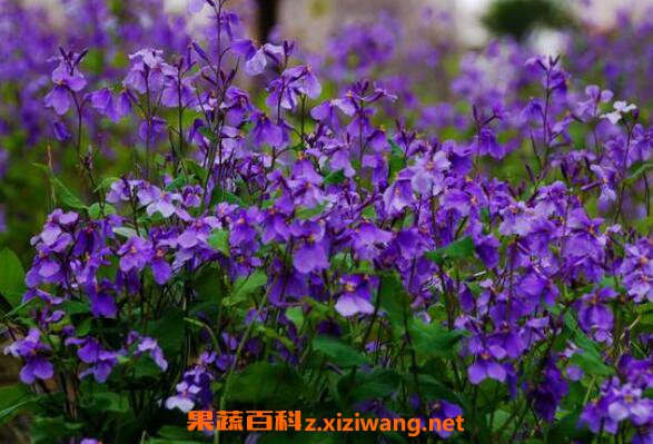 二月兰怎么养殖 二月兰的养殖方法和注意事项