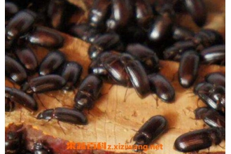 九龙虫的功效与吃法