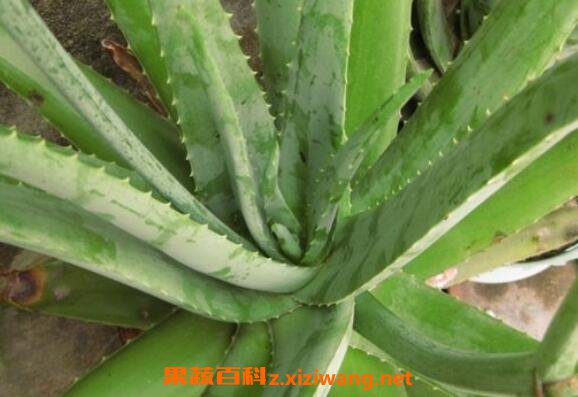 大芦荟怎么养殖 大芦荟的养殖方法和注意事项