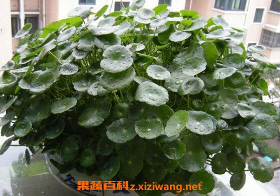 金钱草怎么泡水喝 金钱草泡水喝的功效