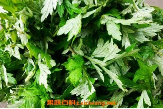 艾叶的用途有哪些 艾叶的副作用与禁忌