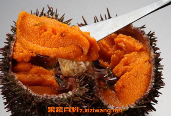 活海胆怎么处理 活海胆怎么杀