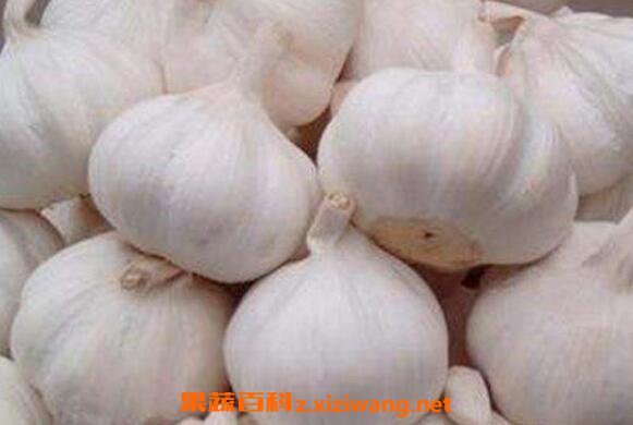蒜头怎么吃杀菌效果好 蒜头怎么吃功效好