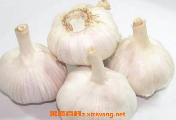 蒜头怎么吃杀菌效果好 蒜头怎么吃功效好