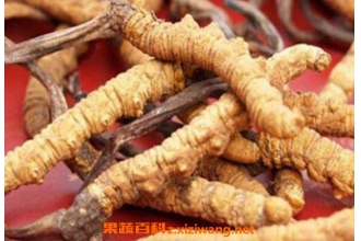 什么是黄金虫草 黄金虫草的功效与作用