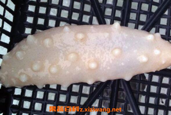 白玉参怎么做好吃 白玉参有什么营养