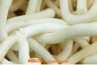 通草的功效与作用及药用价值