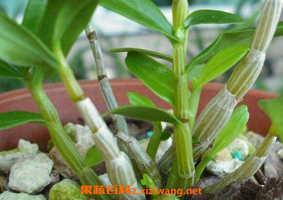 铁皮石斛苗怎么种植