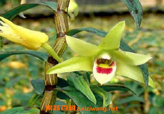 铁皮石斛苗怎么种植