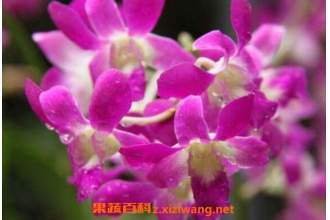 石斛兰的功效与作用