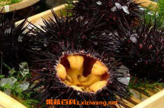 海胆的营养价值 吃海胆的功效作用
