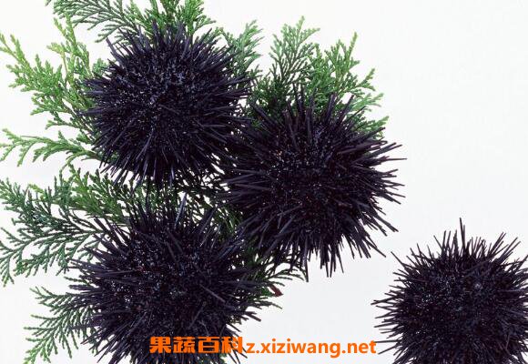 新鲜海胆怎么保存 新鲜海胆的保鲜技巧
