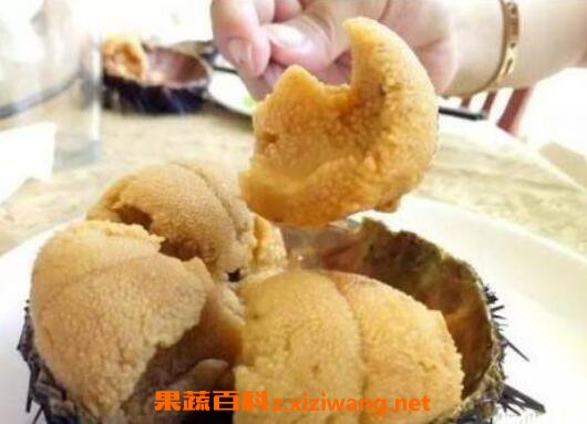 新鲜的海胆怎么处理 海胆怎么去内脏