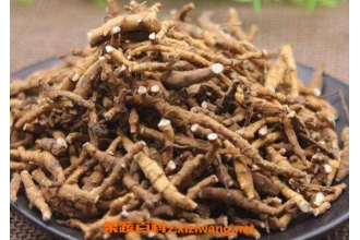 九节菖蒲的功效与作用及药用价值