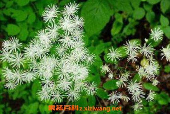 马尾莲的功效与作用及药用价值