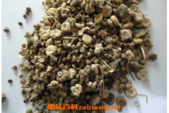 蜀葵子的功效与作用 蜀葵子的药用价值