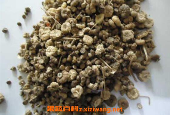 蜀葵子的功效与作用
