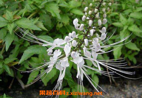 蜀葵子的功效与作用