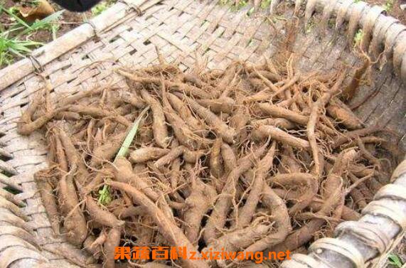 生草乌的功效与作用