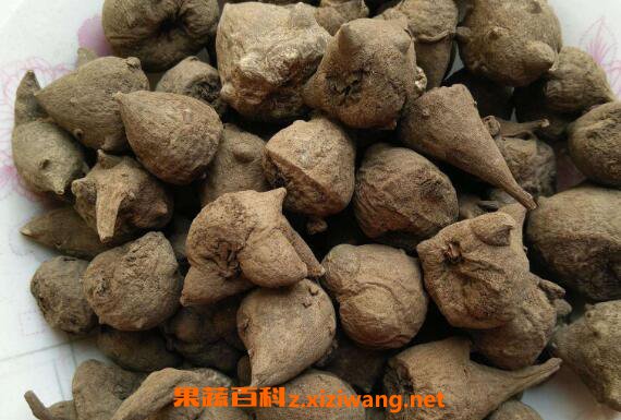 生草乌的功效与作用