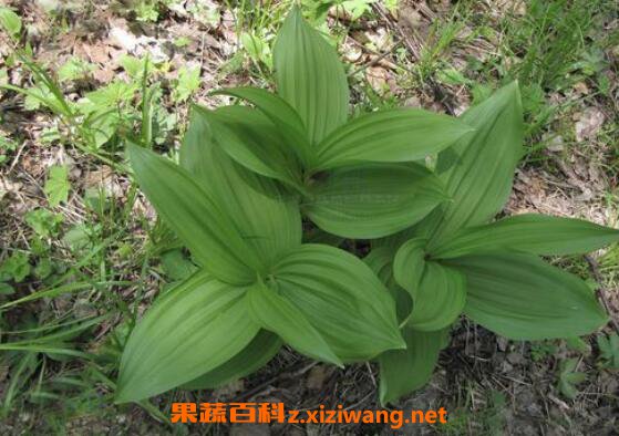藜芦的功效与作用及禁忌