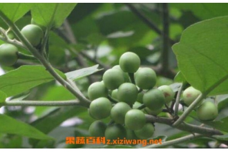 水茄的功效与作用及药用价值