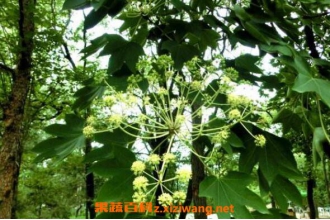 刺楸树根的功效与作用 刺楸树根的药用价值